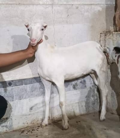 Pregnant Gulabi Teddy Bakri ( kheeri)