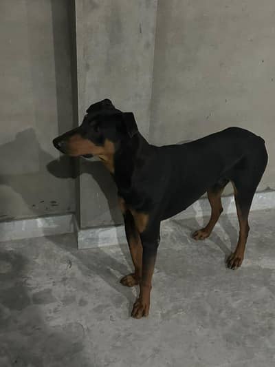 Male American Doberman for sale.