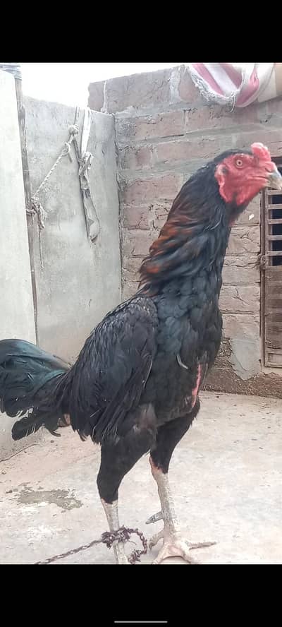 Aseel Thai Game Fowl (Pakoy) Trad And Homebreed