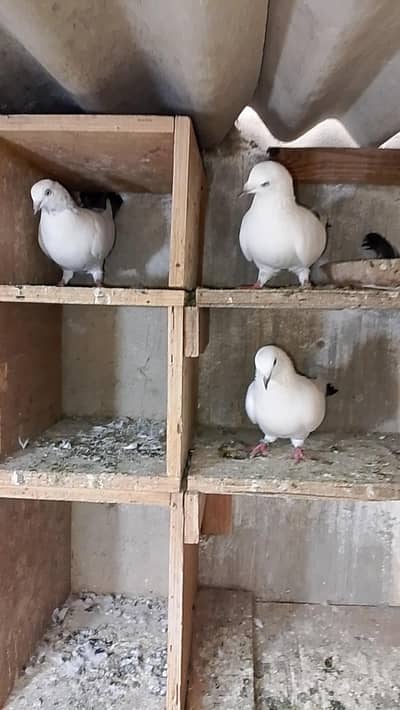 Kalduma pigeons 2000 ka 1
