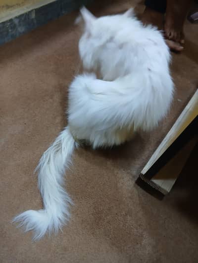 white persian male cat for sale