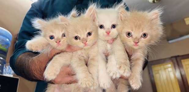 Persian cat kittens 45 days