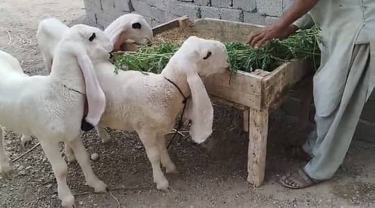 Pure Kajla Dumba Breed  (2 Male and One Female)