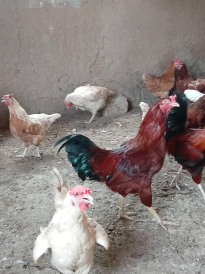 mix breed egg laying hen available 