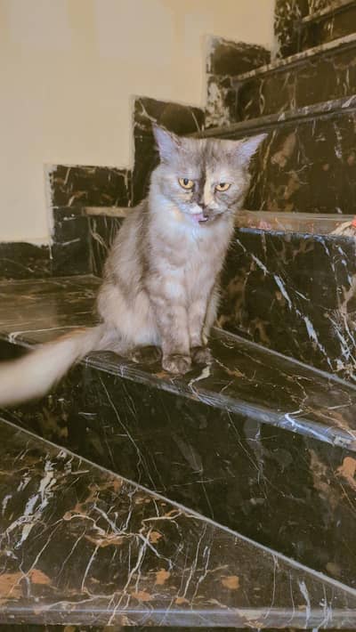 persian cast for Sale 03261055540 Whatsapp