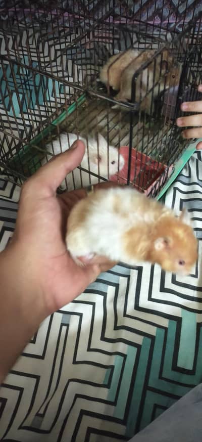 hamster
