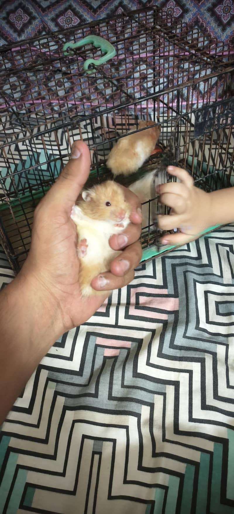 hamster 1