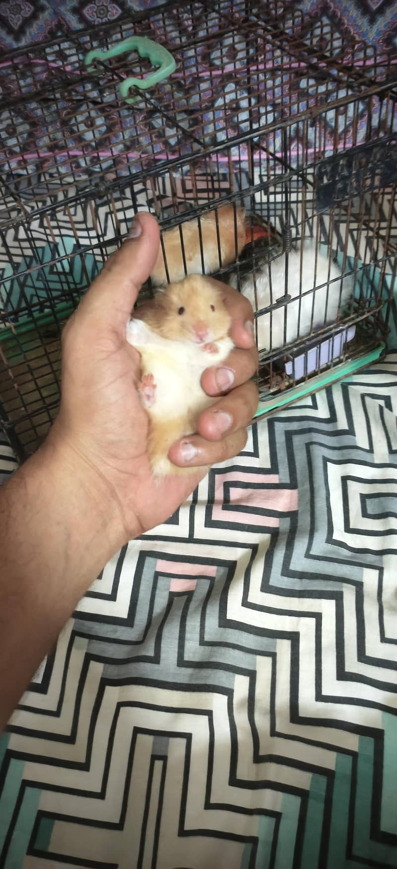 hamster 2