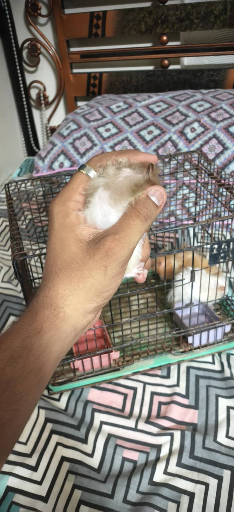 hamster 3