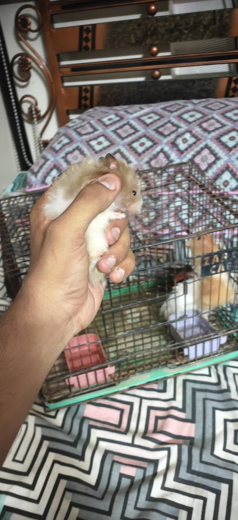 hamster 4
