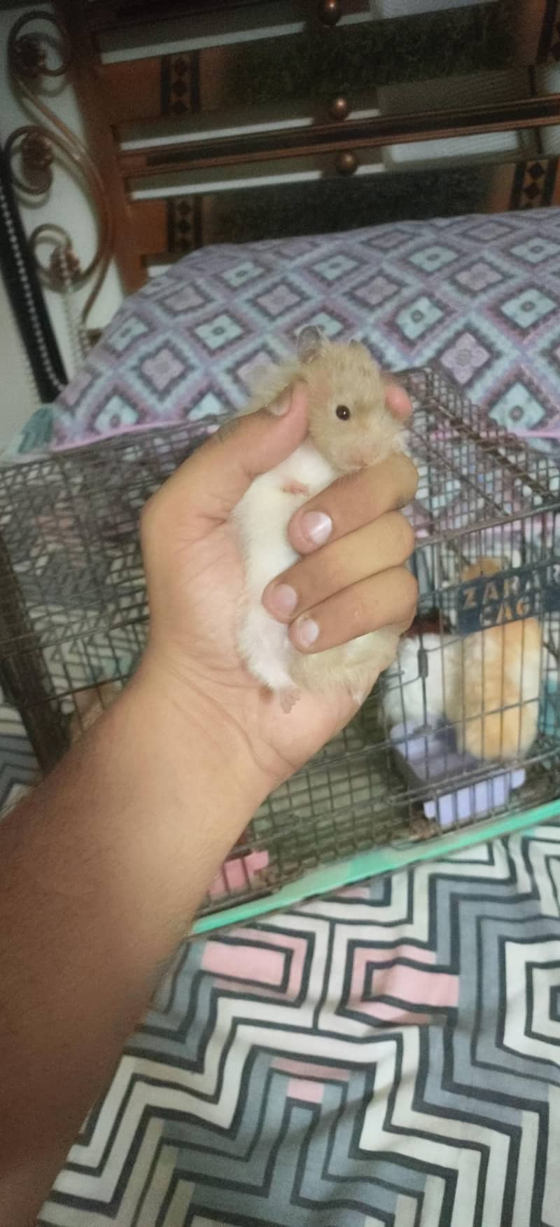 hamster 5