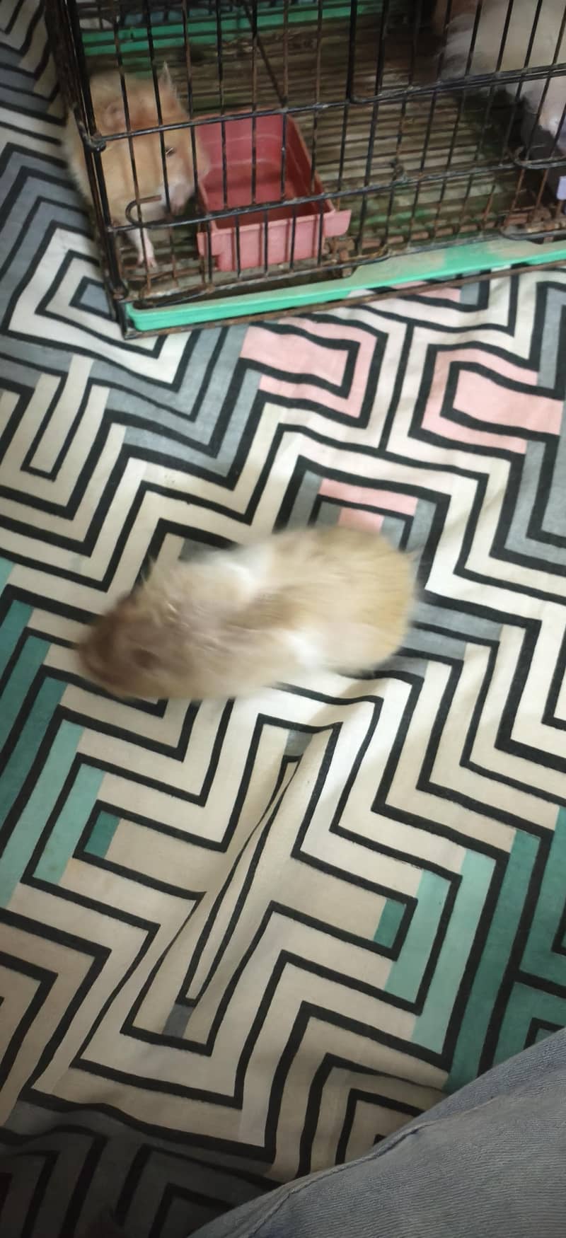 hamster 6