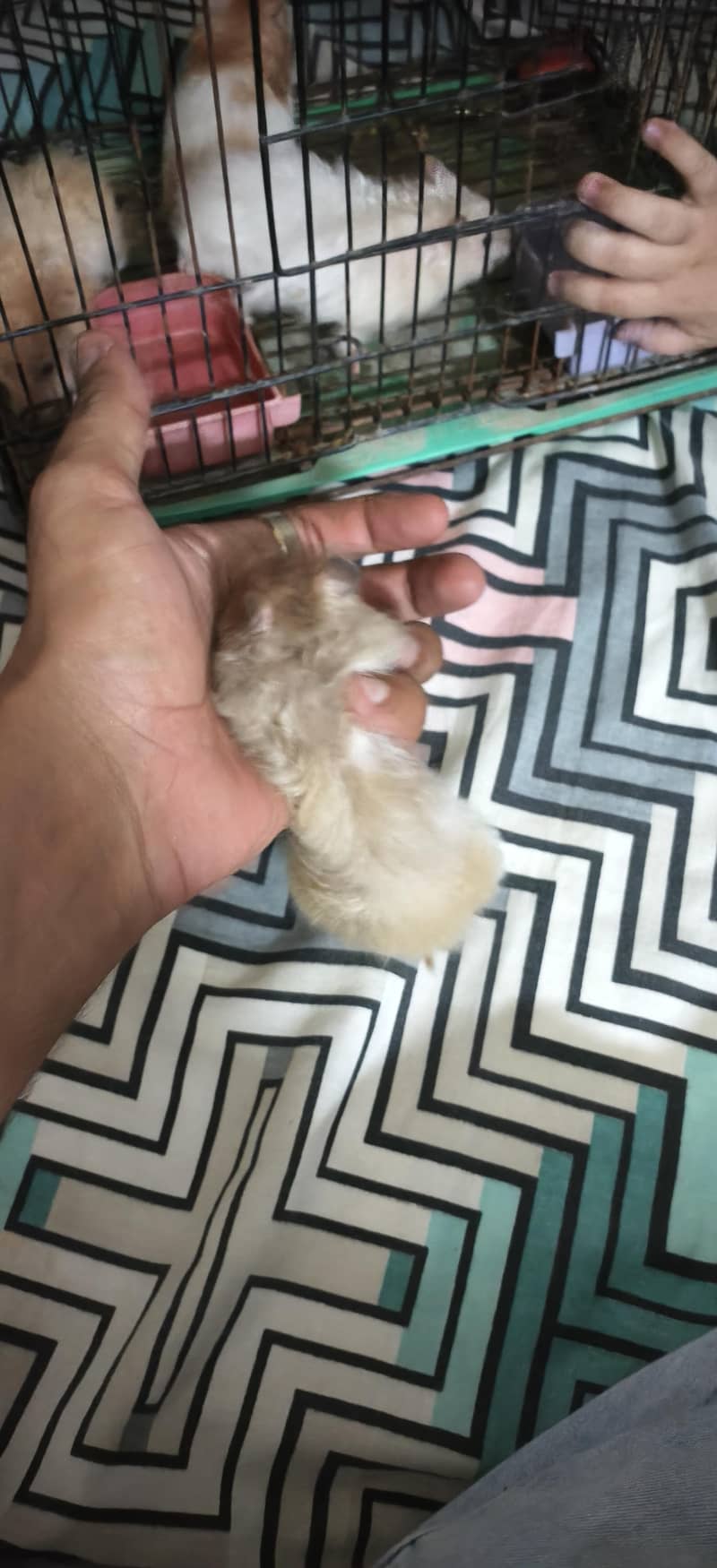 hamster 7
