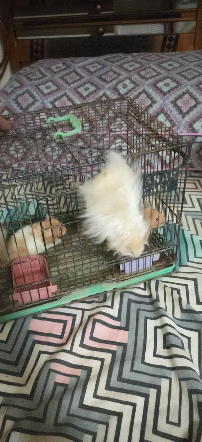 hamster 10
