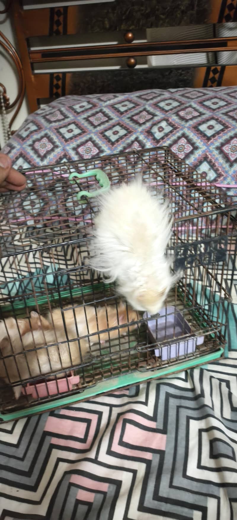 hamster 11
