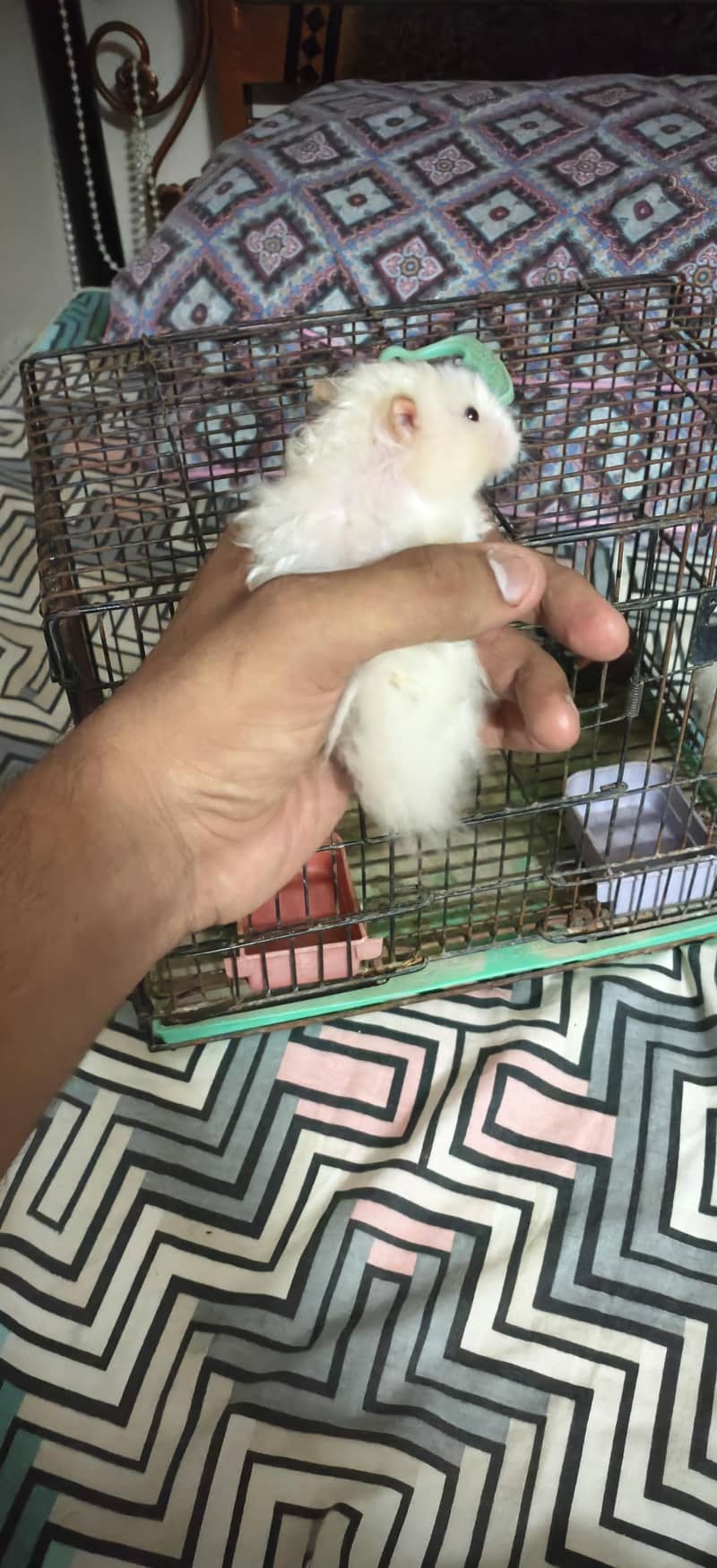 hamster 12