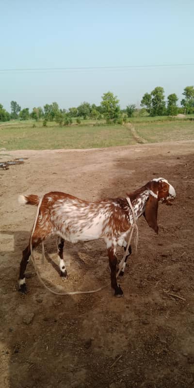 pure beetle male goat kid for sale