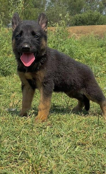 German shepherd Dubal cout mail for sale active and healthy