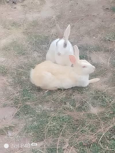 Breeder pair and bunny available