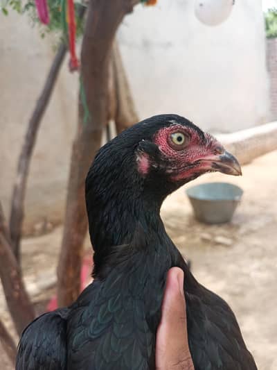 pure aseel for sale
