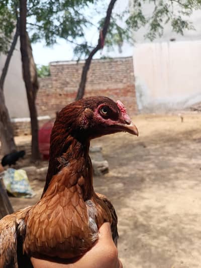 pure aseel for sale