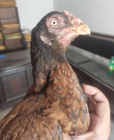 Aseel hen