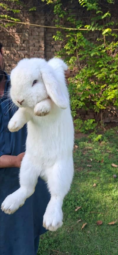 Holland Lop bunnies (Blue Eyed]