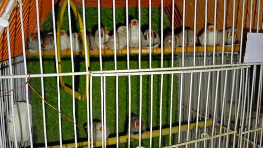 Finches (Zebra & penguin) for sale