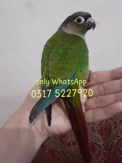 urgent for sale  please mujye jaldi sale krna ha