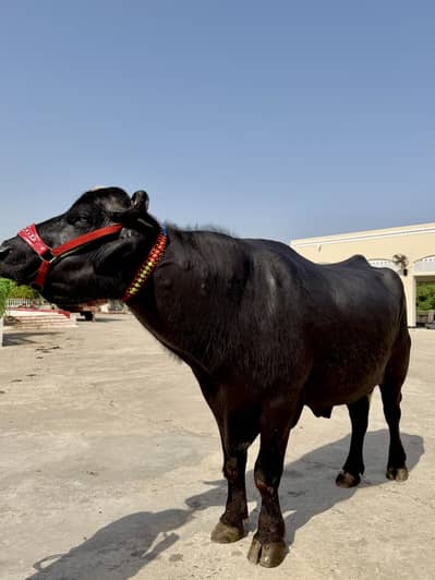 Breeder bull buffalo
