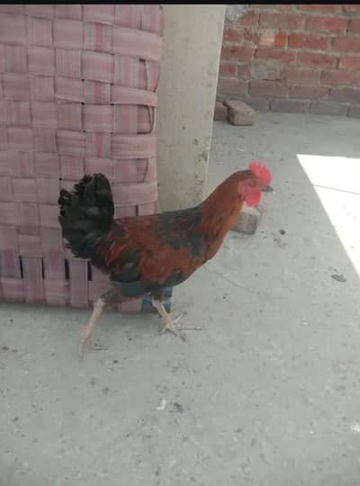White and Red Murgha sale