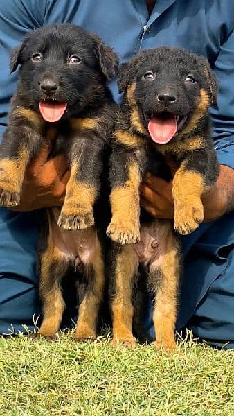 German shepherd long cout pair 2 mahnt for sale active and healthy