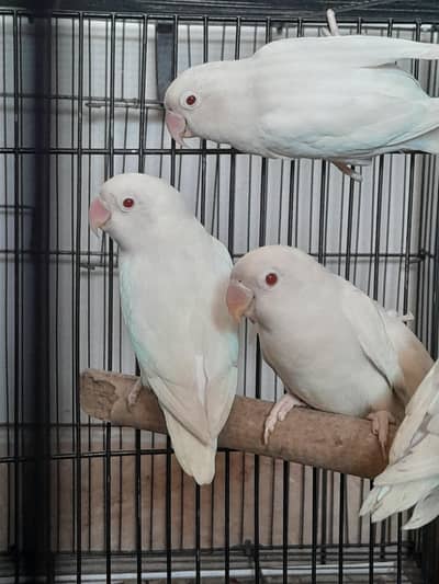 Albino Red eyes (eno / ino red eyes] love birds