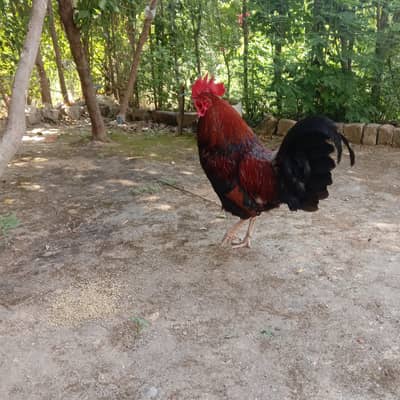 Young Male rooster ( murgha)