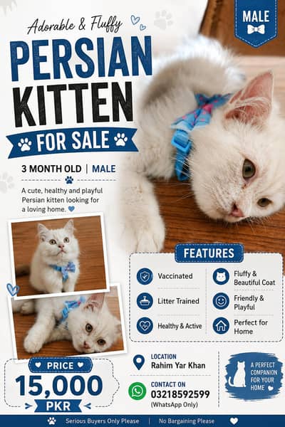 Male White Persian Kitten For Sale | Vaccinated & Litter Trained