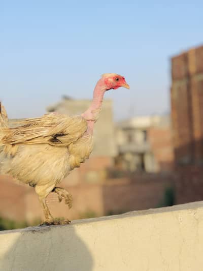 Desi Hen || Golden misrii