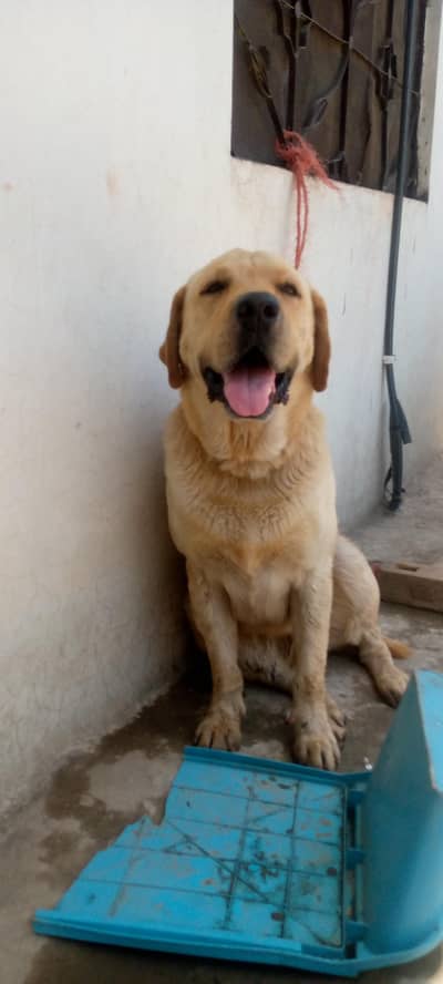 Labrador dog  for sale