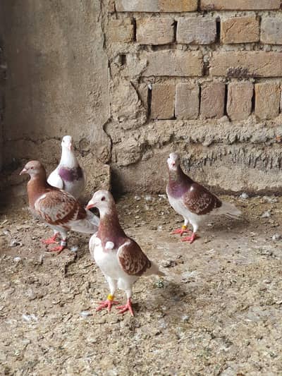 red checkered pigeon pair