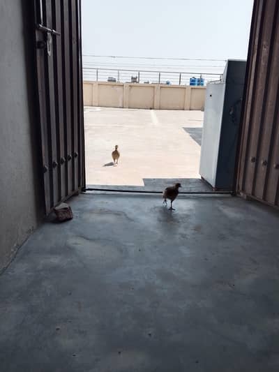 dakni tettr brider pair  03446264908 watsap