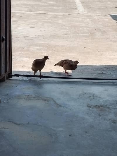 dakni tettr brider pair  03446264908 watsap
