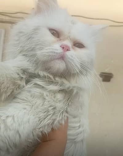 Persian kitten