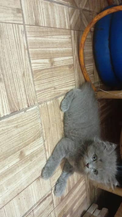 Persian kitten
