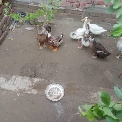 جوڑے (16 عدد) صحت مند بطخیں فروخت کے لیے3000فی جوڑا