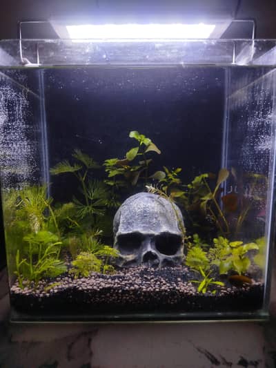 planted tank for sale