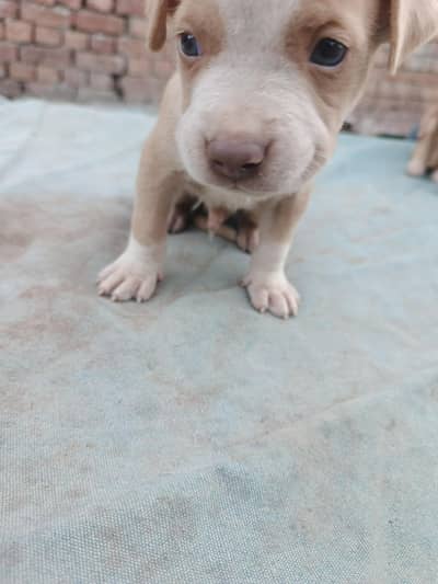 amreican pit bull puppy
