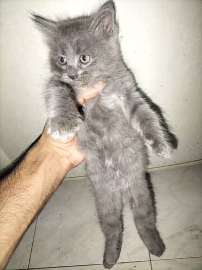 Persian cats white and gray