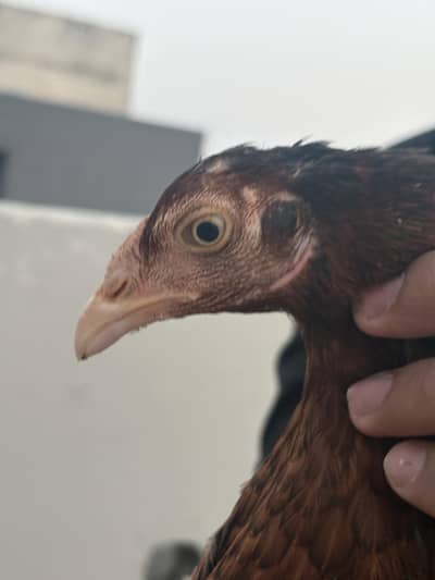 Aseel madi hen for sale