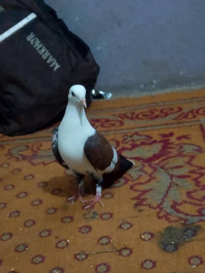 healthy and active pigeon