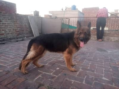 long coat Breeder Female