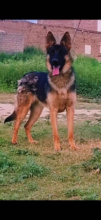 German shepherd female